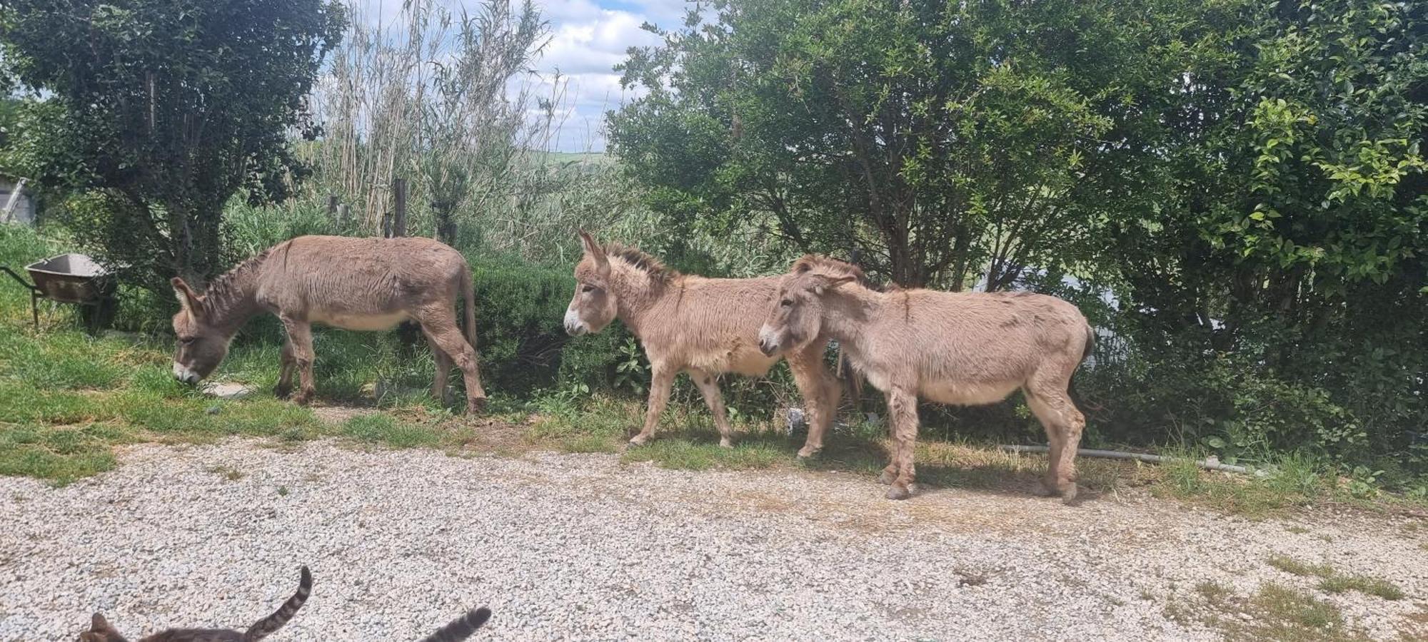 Agriturismo S. Eurosia Μονταλτσίνο Εξωτερικό φωτογραφία